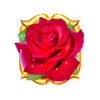 cupid rose symbol