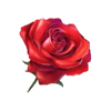 power of love rose symbol
