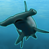 wild dolphins hammerhead symbol