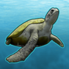 wild dolphins turtle symbol